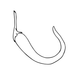 Linear sketch, outline, coloring of a hot chili pepper. Vector graphics.