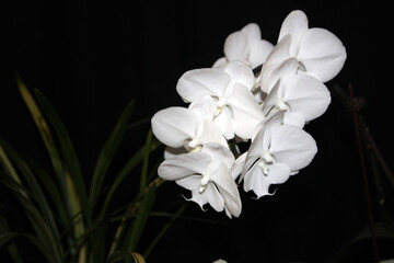 Blooming white  orchids on dark background