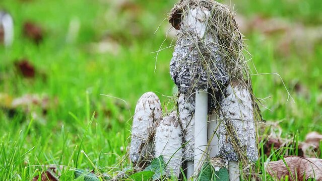 Coprinus comatus, shaggy ink cap, lawyer's wig, or shaggy mane, is a common fungus often seen growing on lawns, along gravel roads and waste areas. Young fruit bodies first appear as white cylinders.