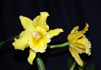 Blooming yellow orchids on dark background