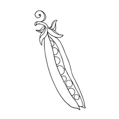 Linear sketch, outline, coloring of a green pea pod. Vector graphics.