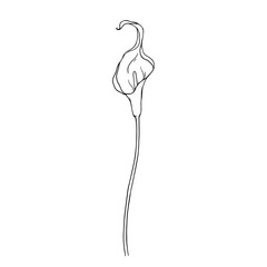 Line sketch of calla flower. Vector graphics.