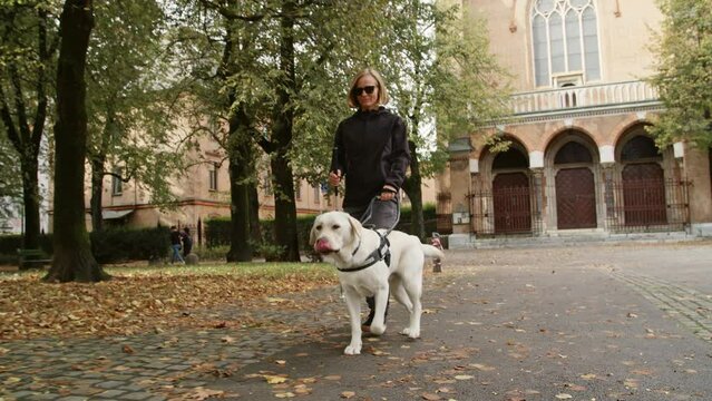 Blind woman in the company of her loyal guide dog safely and relaxed walking along a city park, front view handheld shot.