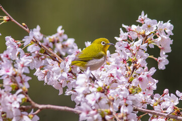 花が咲いた桜の木にとまる野鳥、メジロ