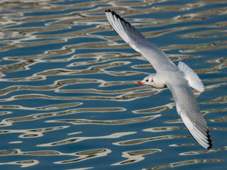 和歌山城の堀を飛ぶ白い野鳥、ユリカモメ