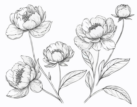 Vector graphics of peony flowers
