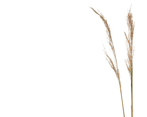 Dry cane seeds, withered grass isolated on white background with clipping path