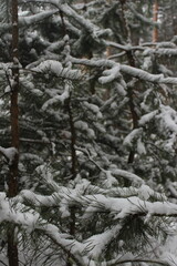 Many Christmas trees covered with snow in the forest