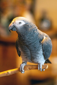 african grey timneh