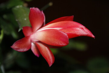 planta con flor roja