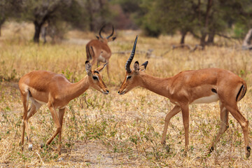 Naklejka na ściany i meble Two impalas facing each other in the savannah