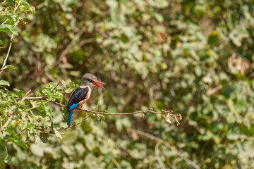 red billed hornbill