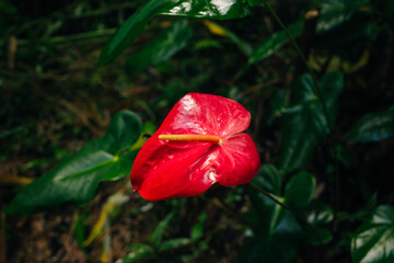 Anthurium is a heart-shaped red flower. The dark green leaves as the background