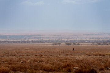 Obraz premium local tanzanian working in the serengeti savannah