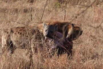 Schilderijen op glas hyena in serengeti eating buffalo © Dash