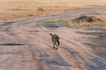 wild dog hyena walking on the unpaved road after a full day of hunting