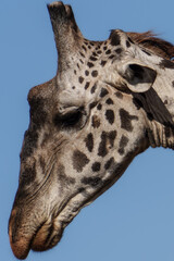 close up of giraffe head