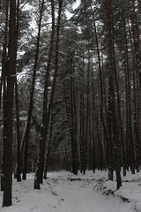Road in a large snowy pine forest
