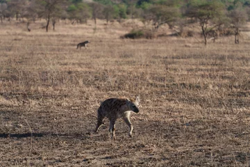 Fotobehang hyena in the savannah © Dash
