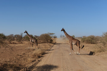 giraffe in the savannah crossing the road
