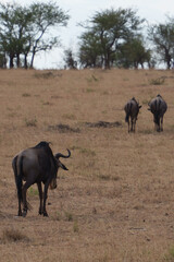 Obraz na płótnie Canvas wildebeest in the serengeti park