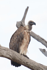 Close up shot of bald eagle