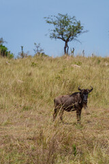 wildebeest in serengeti - obrazy, fototapety, plakaty