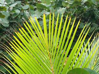 Palm leaves