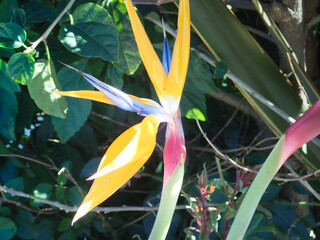 Bird of Paradise blooming outside