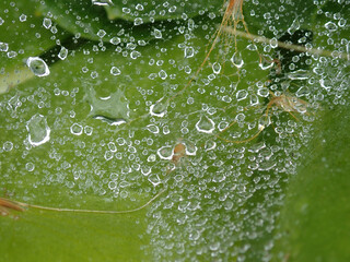 abstraction with dew drops