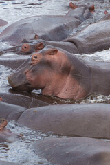 hippopotamus in water