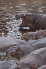 hippopotamus in the river with mouth open
