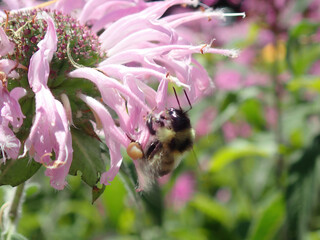 Pink Flowers in a garden