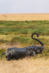 Obraz na płótnie Canvas elephant mud bathing in the savannah