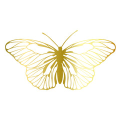 Decorative, winged insect of a golden butterfly. Vector graphics.