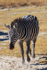 Fototapeta na wymiar zebra walking in savannah