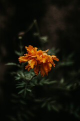 Orange carnation flower