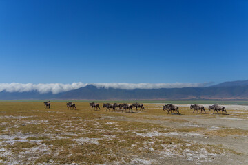 herd of wildebeests walking in Ngorongoro Conservation Area