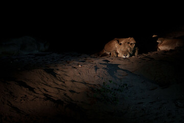 Lion laying on the sand in the night