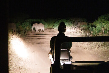 A young elephant spotted by night game drive spotter in Arusha national park