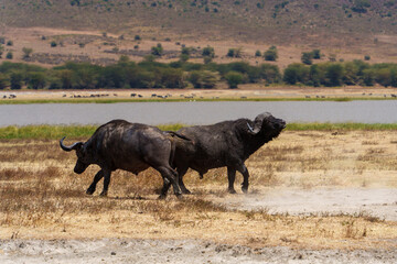 Fototapeta premium two buffaloes charging to each other in Ngorongoro