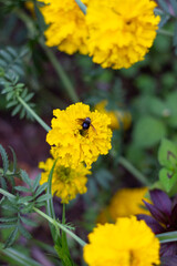 yellow carnations flowers