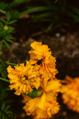 yellow carnation flower in the morning