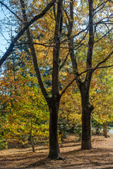 Naklejka premium Autumn view of South Park in city of Sofia, Bulgaria