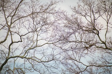 Branches of some trees in winter as background 
