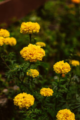 Yellow carnation flower