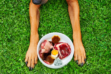 Healthy dog food. Top view of dog and food bowl with natural raw meat food on green grass...