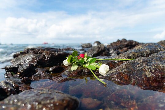 Flowers on top of a beach rock.