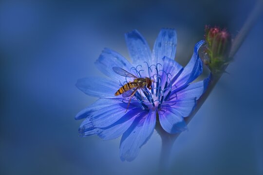 Common chicory (Cichorium intybus), with a hoverfly (Syrphidae), Rhineland-Palatinate, Germany, Europe