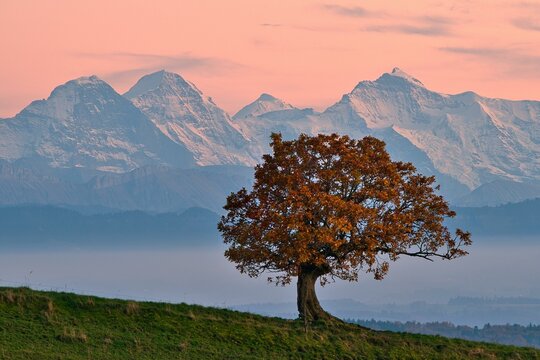 Autumn-coloured oak (Quercus), evening mood after sunset, behind Bernese Alps, mountains Eiger, Moench, Jungfrau, Canton Basel-Landschaft, Switzerland, Europe